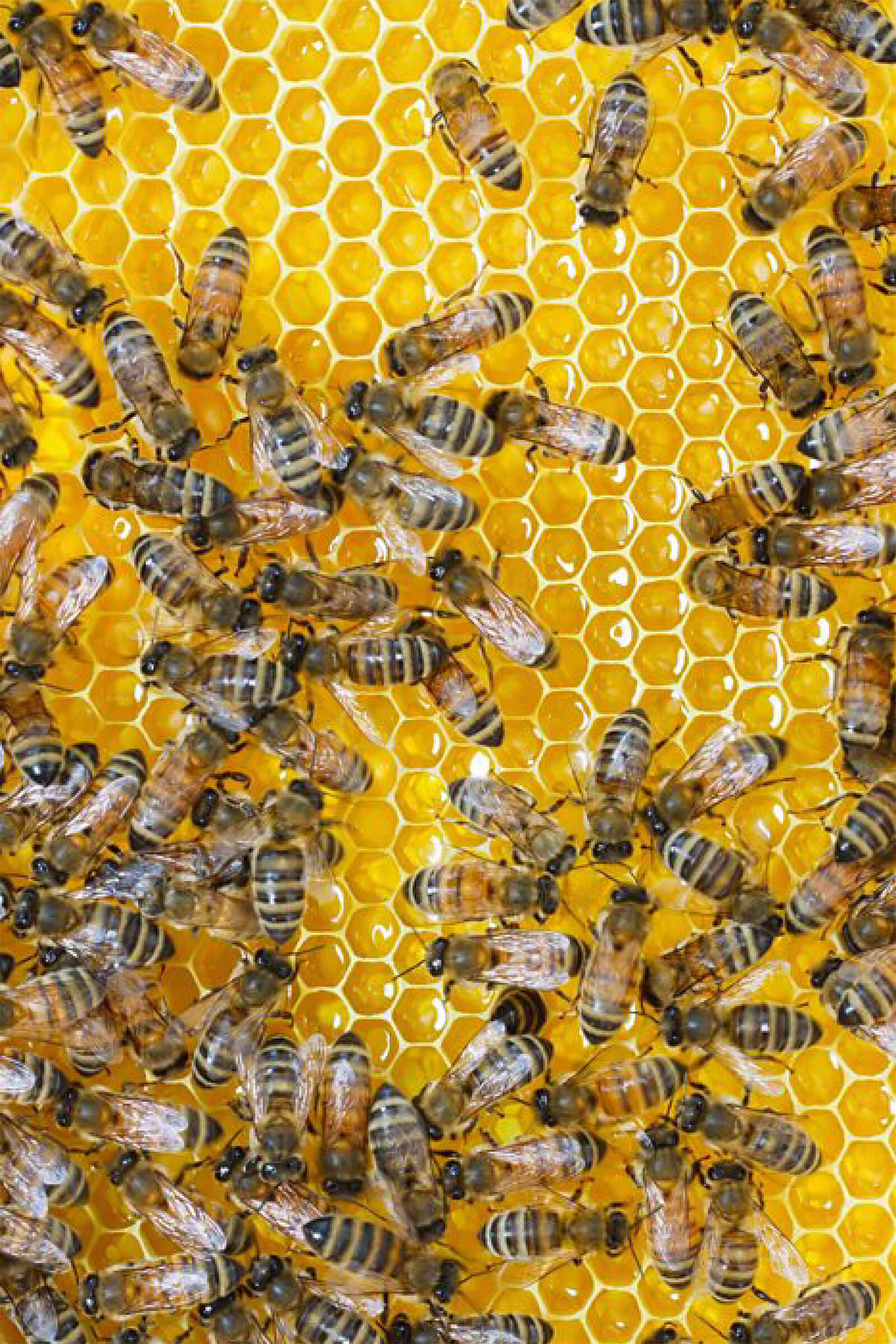 Honey bees