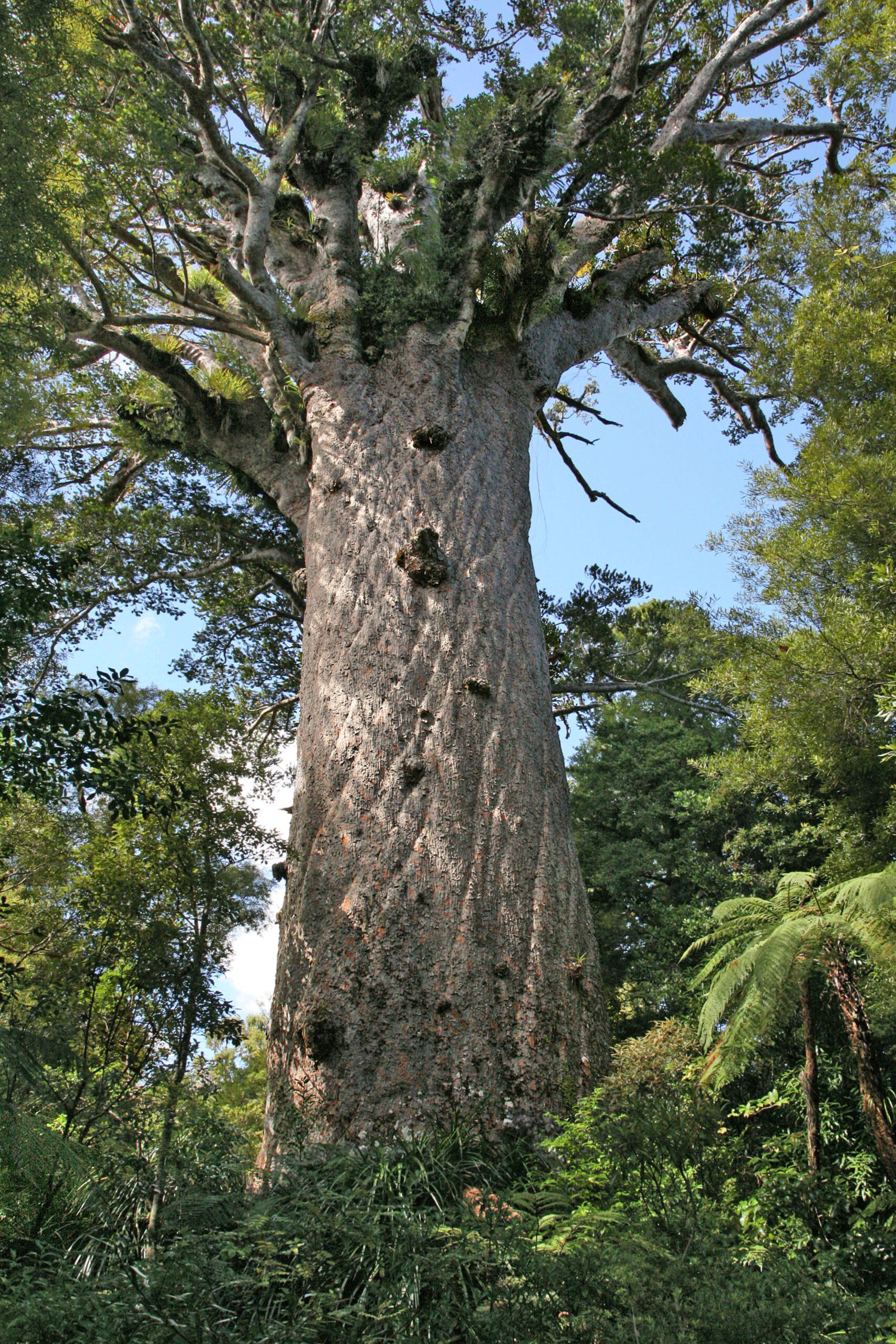 NZ kauri tree